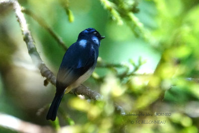 Blue-and-white Flycatcher.JPG