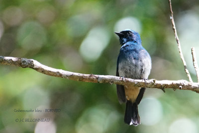 Blue-and-white Flycatcher.2.JPG