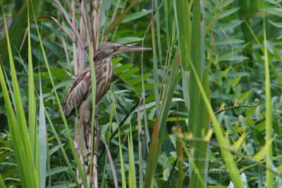 Cinnamon Bittern female.JPG