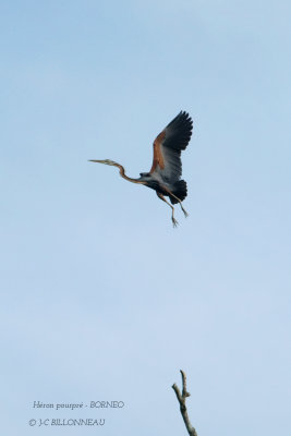 Purple Heron.JPG