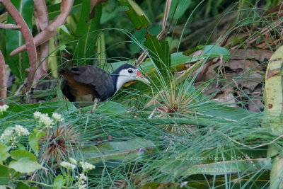 White-breasted Waterhen.JPG