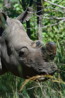 333 Rhinocros blanc - ZIMBABWE.JPG