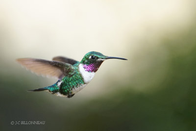 351 Colibri de Mulsant male.JPG