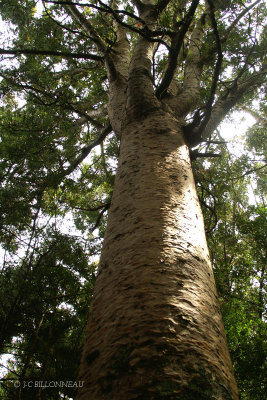 019.3 Kauri  arbre aujourd'hui protégé..jpg