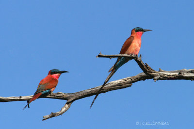 003 Gupier carmin - Southern Carmine Bee-eater.jpg