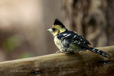 004 Barbican prompic - Crested Barbet.jpg