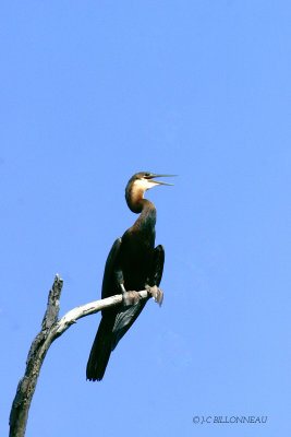 005 Anhinga d'Afrique - African Darter.jpg