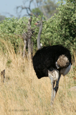 006 Autruche d'Afrique mle- Common Ostrich male.jpg