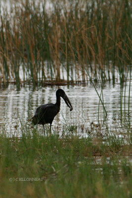 007 Bec-ouvert africain - African Openbill.jpg