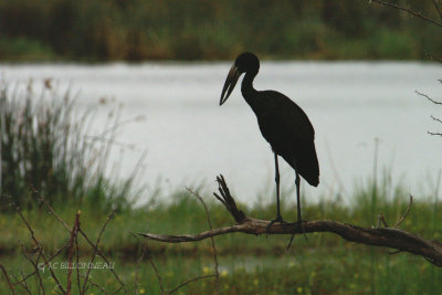 008 Bec-ouvert africain - African Openbill.jpg