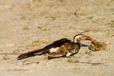009 Calao d'Afrique du Sud - Southern Red-billed Hornbill.jpg