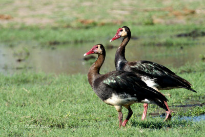 012 Oie-arme de Gambie - Spur-winged Goose.jpg