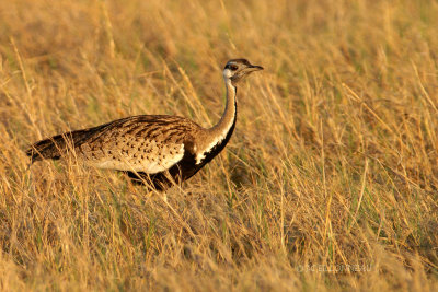 014 Outarde  ventre noir mle - Black-bellied Bustard male.jpg