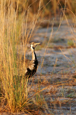 015' Outarde  ventre noir mle - Black-bellied Bustard male.jpg