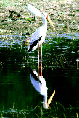 016 Tantale ibis - Yellow-billed Stork.jpg