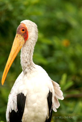 017 Tantale ibis - Yellow-billed Stork.jpg