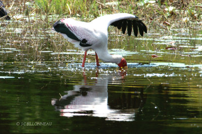 018' Tantale ibis - Yellow-billed Stork.jpg