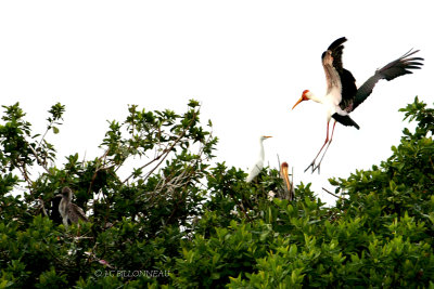 018'' Tantale ibis - Yellow-billed Stork.jpg
