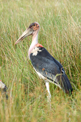 019 Marabout d'Afrique - Marabou Stork.jpg