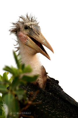 020 Marabout d'Afrique immature - Marabou Stork immature.jpg