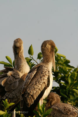 021 Marabout d'Afrique immature - Marabou Stork immature.jpg