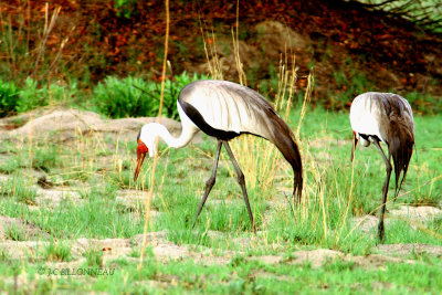 023' Grue caroncule- Wattled Crane.jpg