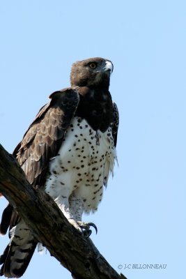 025 Aigle martial - Martial Eagle.jpg