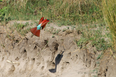 027 Gupier carmin - Southern Carmine Bee-eater.jpg