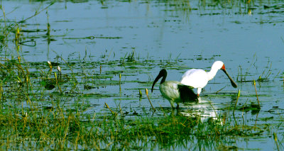 029 Ibis sacr et Spatule d'Afrique- African Sacred Ibis and African Spoonbill.jpg