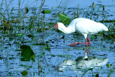 030 Spatule d'Afrique- African Spoonbill.jpg