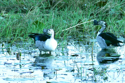 031 Canard  bosse mle- Knob-billed Duck male.jpg