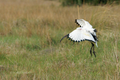 032 Ibis sacr - African Sacred Ibis.jpg