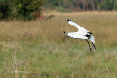 033 Ibis sacr - African Sacred Ibis.jpg