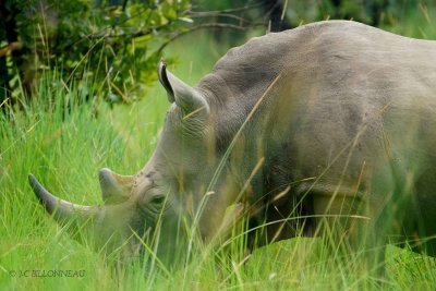 358-Rhinoceros blanc- OUGANDA.jpg