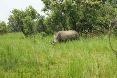 012-Rserve-Ziwa-Rhinocros blanc.jpg
