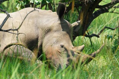 019-Maman-rhinocros.jpg