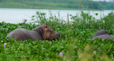 160 Hippopotame.JPG