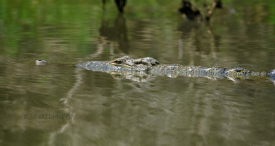 172 Crocodile du Nil.JPG