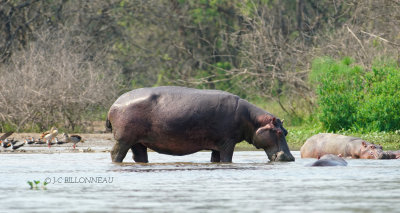 173 Hippopotame.JPG