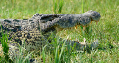 176 Crocodile du Nil.JPG