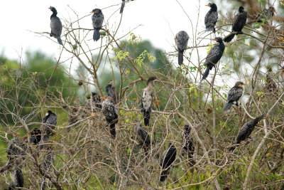 199 Cormorans africains.JPG