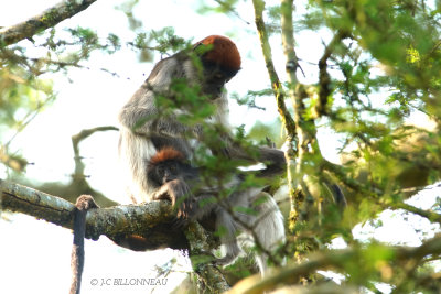 289 Colobe d'Ouganda (Philocolobus tephrosceles).JPG