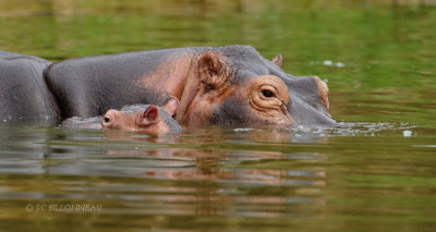 398 Famille hippopotames.JPG