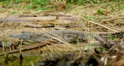 408 Jeune crocodile du Nil.JPG