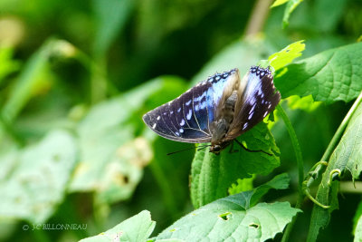 498 Papillon.JPG