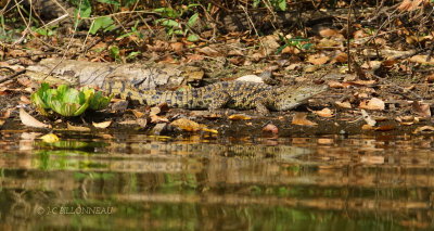 556 Petit crocodile du Nil.JPG