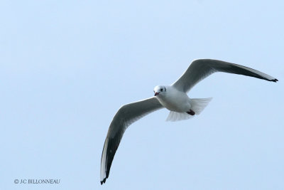 060 Mouette rieuse.JPG