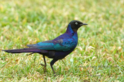 003 Rppels Starling.JPG