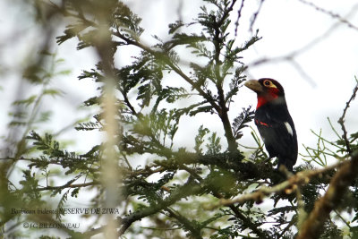 005 Double-toothed Barbet.JPG