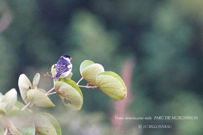 016 Pin-tailed Whydah male.JPG